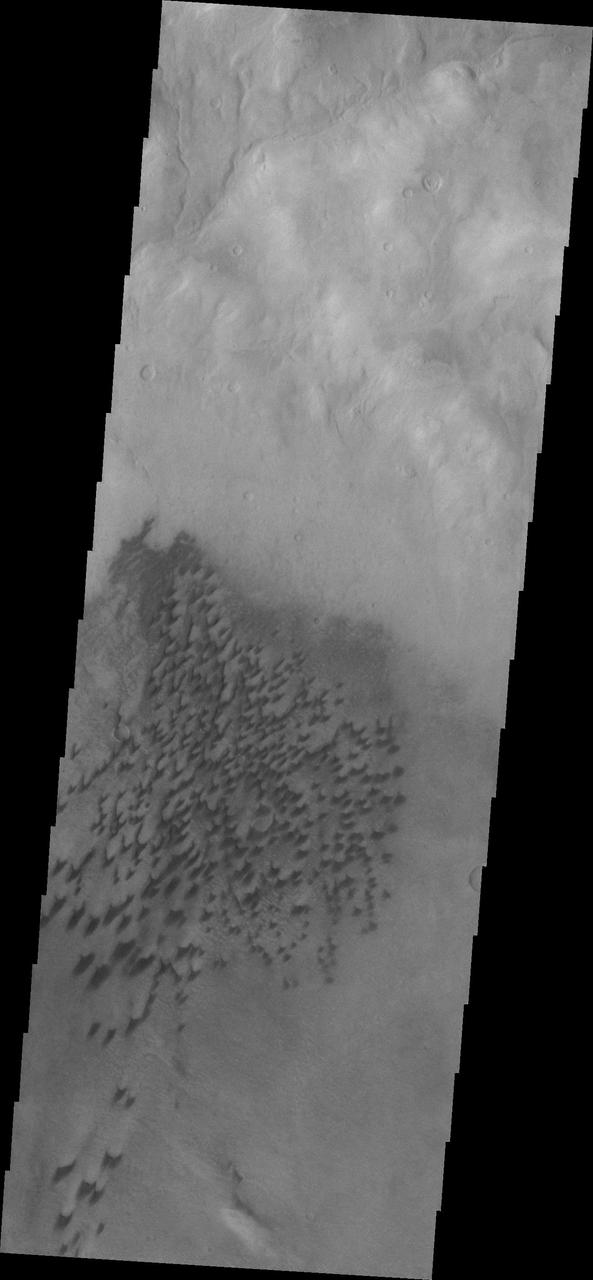 The dunes in this image from NASA Mars Odyssey are located on the floor of Arkhangelsky Crater.