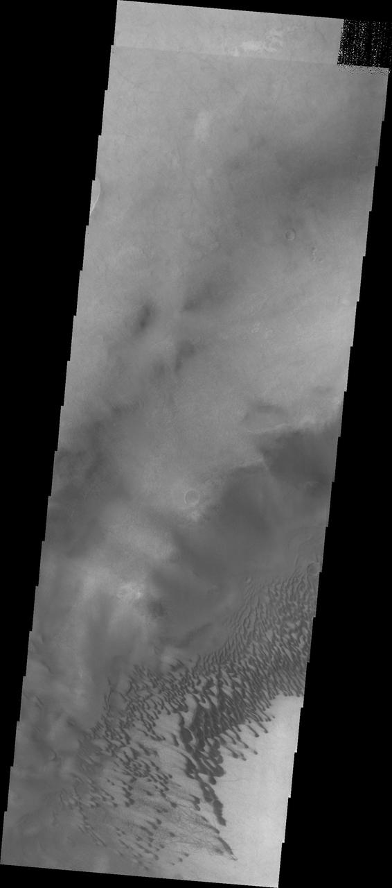 The dunes seen in this view from NASA 2001 Mars Odyssey spacecraft are located on the floor of Brashear Crater.