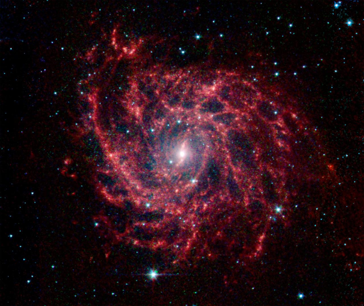 Looking like a spider web swirled into a spiral, galaxy IC 342 presents its delicate pattern of dust in this infrared light image from NASA Spitzer Space Telescope.