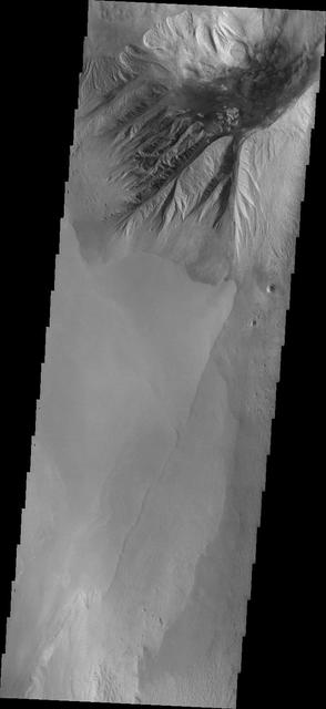 This image from NASA 2001 Mars Odyssey spacecraft shows the northern margin of Beatis Mensa, a large mound of material in the center of Ophir Chasma.