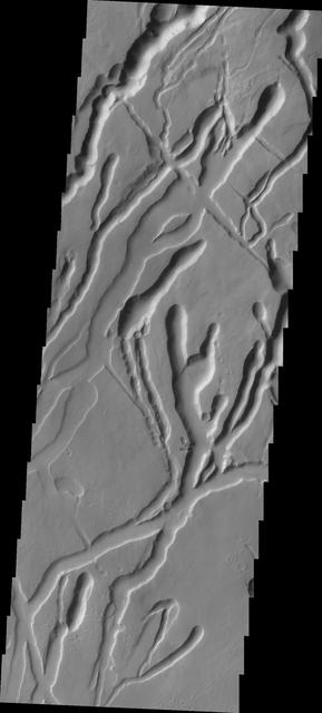 The many channels in this image captured by NASA 2001 Mars Odyssey spacecraft are volcanic collapse features on the southern flank of Ascraeus Mons.