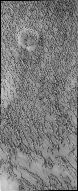 More dunes are encountered surrounding the north polar cap by NASA 2001 Mars Odyssey spacecraft.