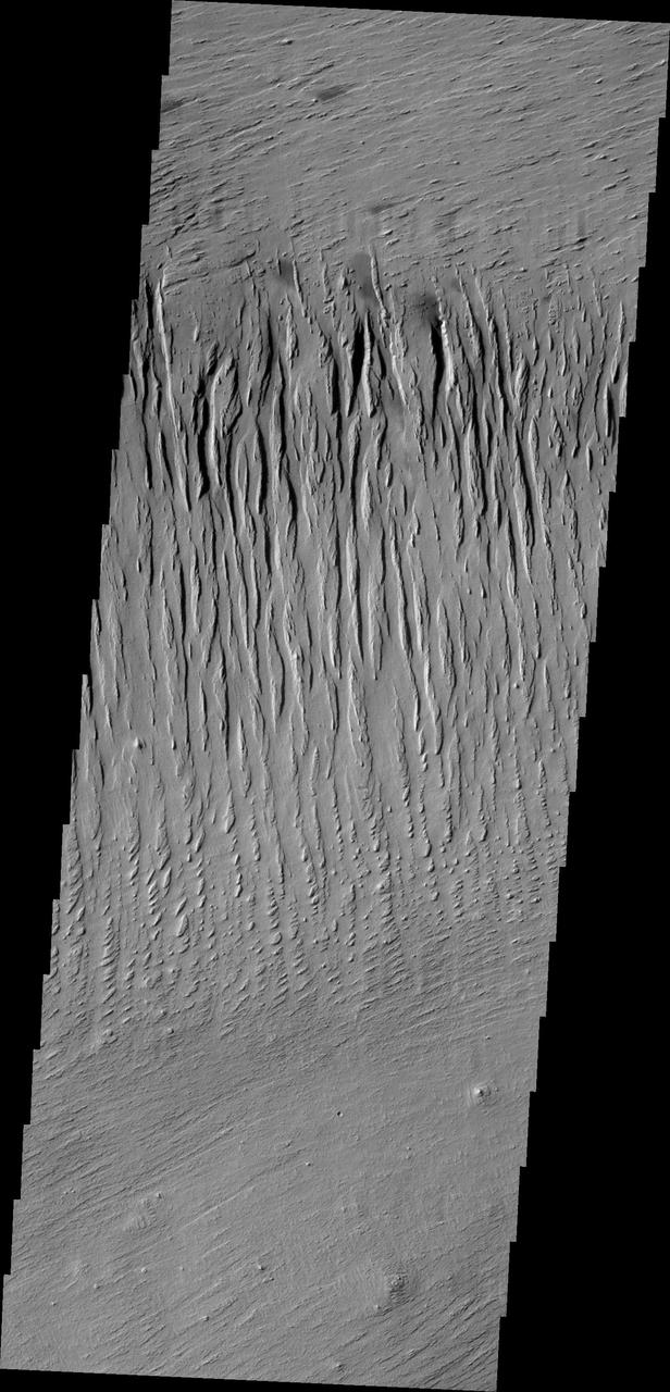 The north/south trending parallel hills and valleys in this image captured by NASA 2001 Mars Odyssey spacecraft were created by wind erosion and are called yardangs. These yardangs are located in Zephyria Planum.