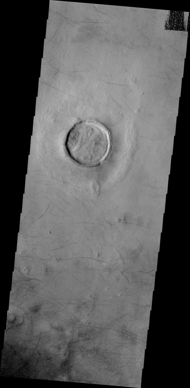 The dark surface markings in this image from NASA Mars Odyssey spacecraft are dust devil tracks. These tracks are located in Utopia Planitia.