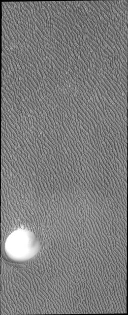 The dunes in this image captured by NASA Mars Odyssey spacecraft are just a small portion of the dune field that encircles part of the north pole of Mars.