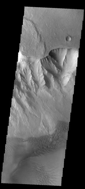 This image captured by NASA 2001 Mars Odyssey spacecraft shows the western margin of Juventae Chasma and the dunes that occur at the base of the chasma cliff.