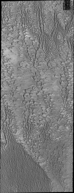 This image captured by NASA 2001 Mars Odyssey spacecraft is of the region near Escorial Crater and shows individual dunes beginning to coalesce into a dense dune field.