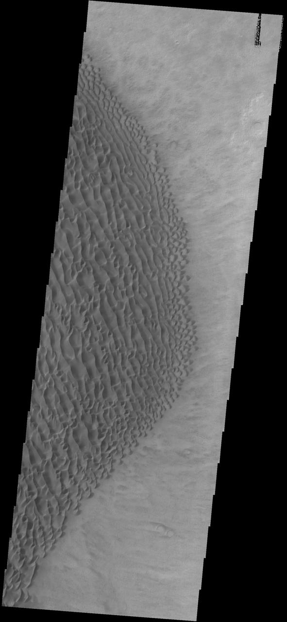 This image captured by NASA 2001 Mars Odyssey spacecraft shows part of the dune field on the floor of Proctor Crater.
