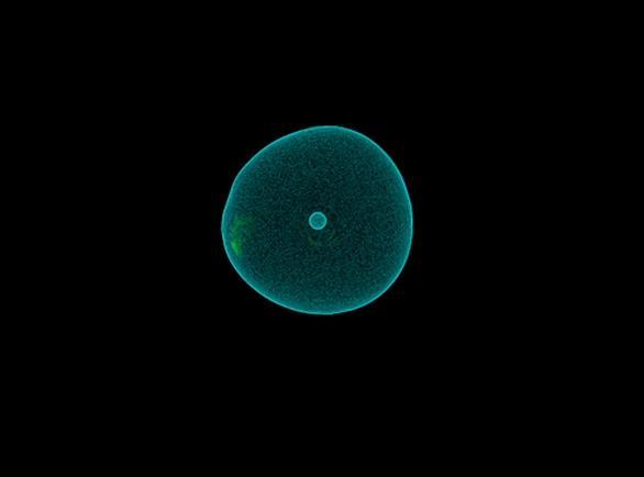 NuSTAR has provided the first observational evidence in support of a theory that says exploding stars slosh around before detonating. That theory, referred to as mild asymmetries, is shown here in a simulation by Christian Ott.
