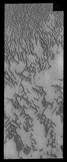 This image shows a portion of the north polar dune field where there has been more frost lost from the dunes. This image is from NASA 2001 Mars Odyssey spacecraft.