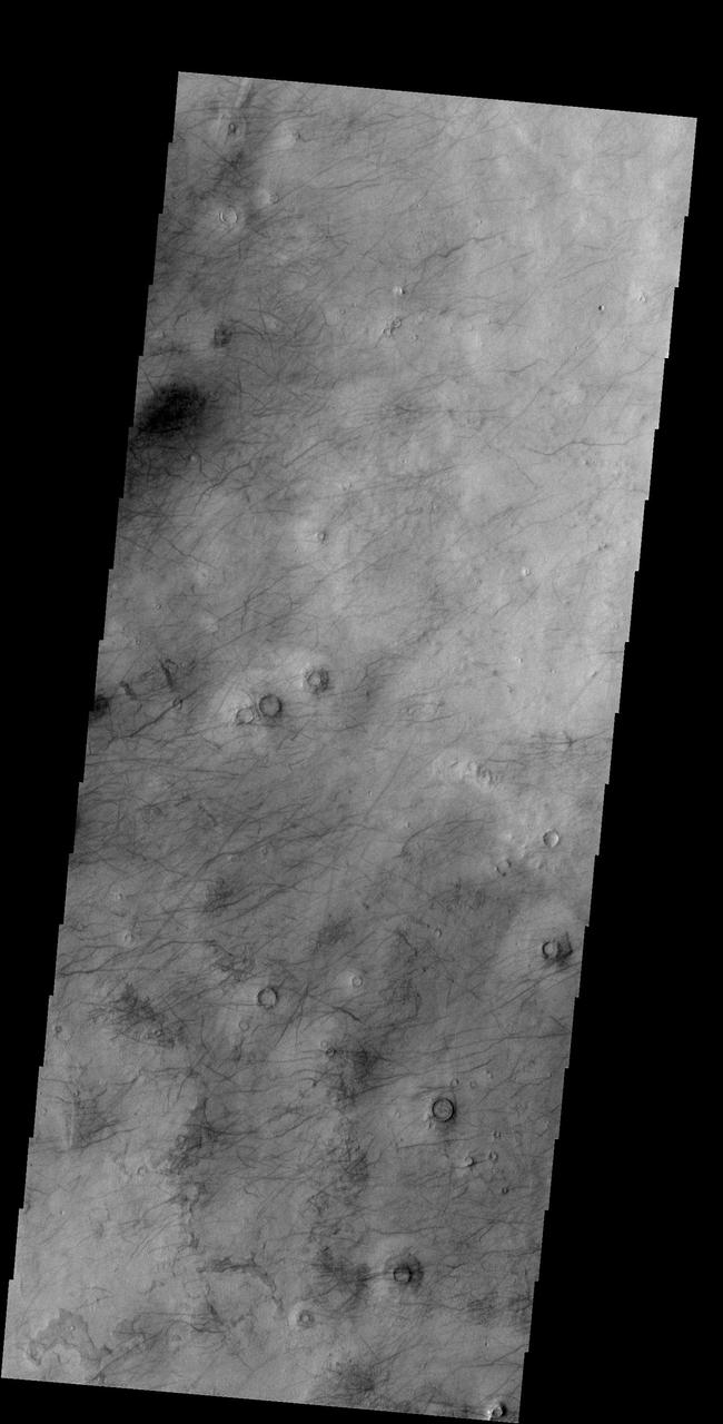 This image shows a different part of Utopia Planitia than yesterday image. Both are marked with hundreds of dust devil tracks as seen by by NASA 2001 Mars Odyssey spacecraft.