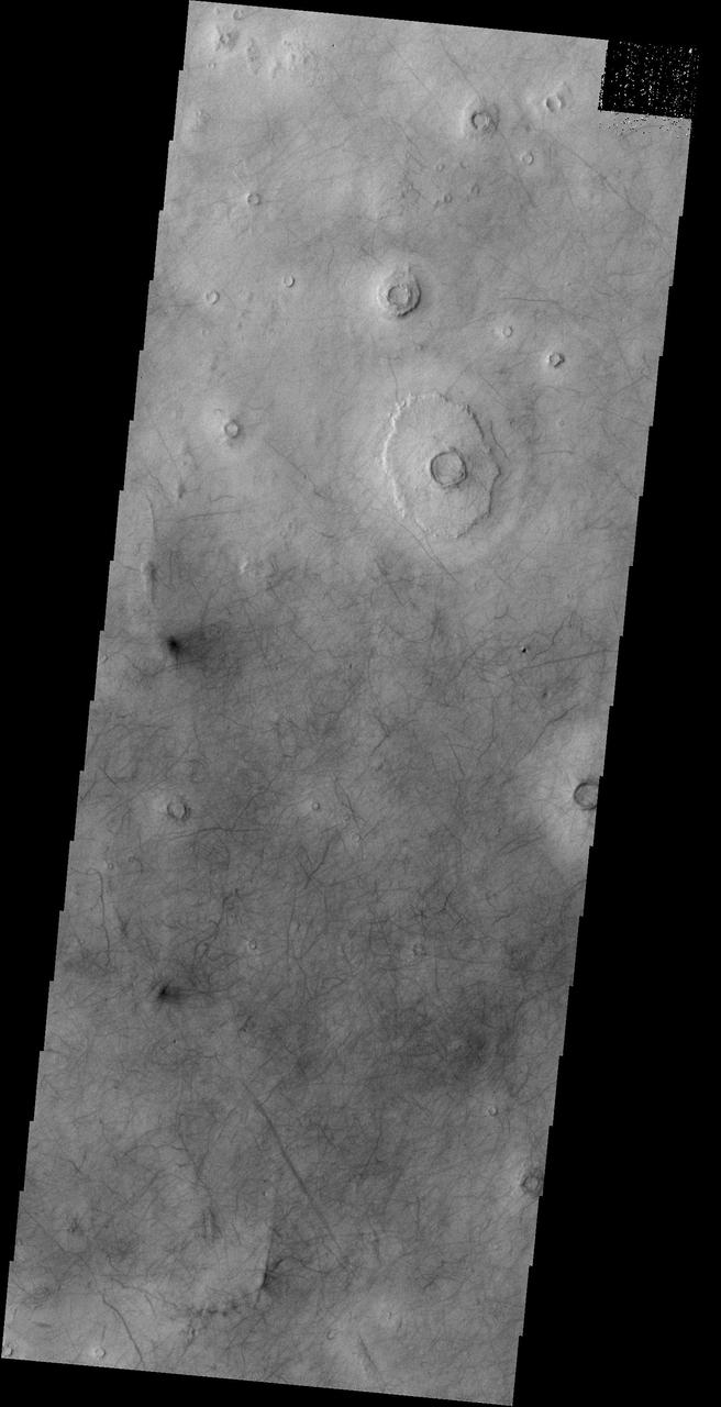 A multitude of dust devil tracks mark the suface in this region of Utopia Planitia. This image is from NASA 2001 Mars Odyssey spacecraft.