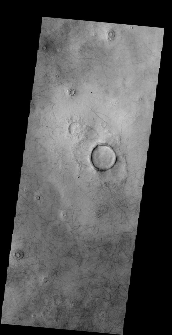 The numerous dust devil tracks in this image captured by NASA 2001 Mars Odyssey spacecraft are located in Utopia Planitia.