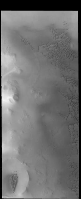 This image captured by NASA 2001 Mars Odyssey spacecraft shows dunes on the margin of Olympia Undae, a large dune field near the north pole.