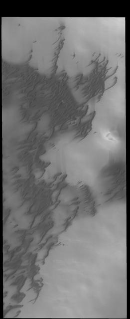 This image captured by NASA 2001 Mars Odyssey spacecraft shows more north polar dunes.