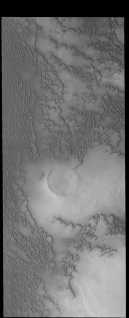 This image from NASA 2001 Mars Odyssey spacecraft shows more north polar dunes. If you compare multiple dune images, you will see that the dunes can take different forms and cover different amounts of the plains.