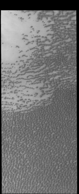 The dunes in this image captured by NASA 2001 Mars Odyssey spacecraft are part of Olympia Undae, a huge dune field near the north polar cap.