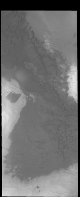 The dunes in this image captured by NASA 2001 Mars Odyssey spacecraft are near the large dune field called Olympia Undae.
