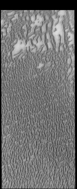 This image captured by NASA 2001 Mars Odyssey spacecraft shows more of Olympia Undae, a large dune field located near the north polar cap.