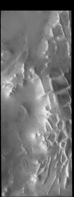 The intersecting ridges in this image from NASA 2001 Mars Odyssey spacecraft are part of Angustus Labyrinthus, informally called Inca City.