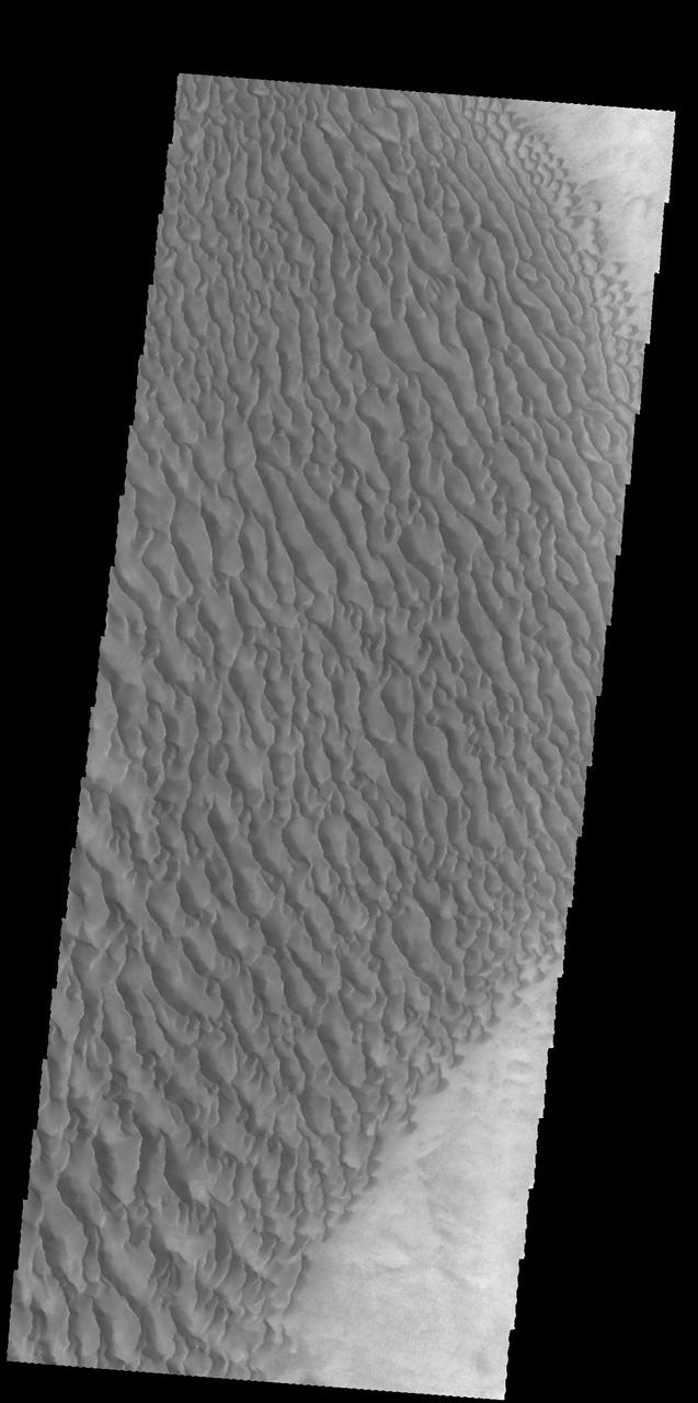 This image captured by NASA 2001 Mars Odyssey spacecraft shows part of the large dune field on the floor of Proctor Crater.