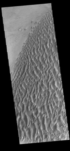 This image captured by NASA 2001 Mars Odyssey spacecraft shows part of the dune field on the floor of Proctor Crater. Orbit Number: 58592 Latitude: -47.7341 Longitude: 30.1 Instrument: VIS Captured: 2015-02-28 04:43 http://photojournal.jpl.nasa.gov/catalog/PIA19433