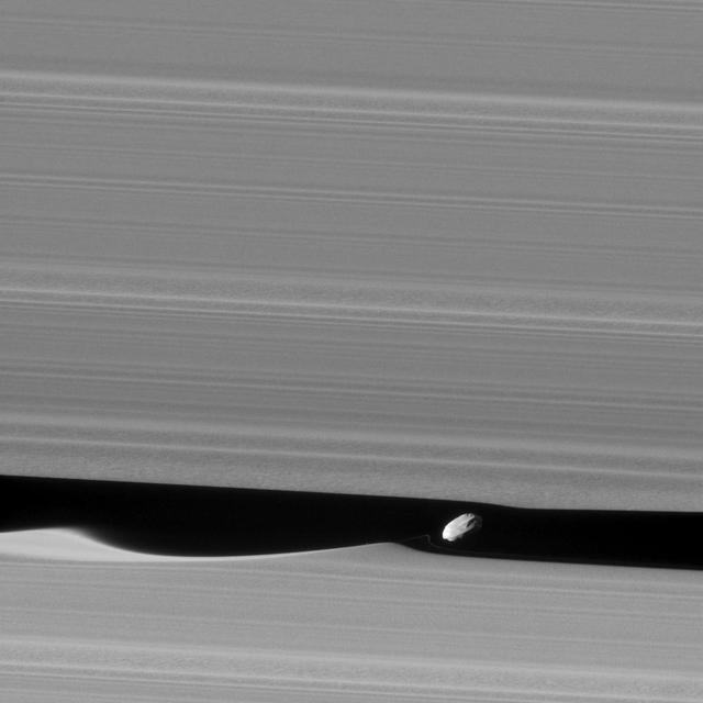 The wavemaker moon, Daphnis, is featured in this view, taken as NASA's Cassini spacecraft made one of its ring-grazing passes over the outer edges of Saturn's rings on Jan. 16, 2017. This is the closest view of the small moon obtained yet. Daphnis (5 miles or 8 kilometers across) orbits within the 42-kilometer (26-mile) wide Keeler Gap. Cassini's viewing angle causes the gap to appear narrower than it actually is, due to foreshortening. The little moon's gravity raises waves in the edges of the gap in both the horizontal and vertical directions. Cassini was able to observe the vertical structures in 2009, around the time of Saturn's equinox (see PIA11654). Like a couple of Saturn's other small ring moons, Atlas and Pan, Daphnis appears to have a narrow ridge around its equator and a fairly smooth mantle of material on its surface -- likely an accumulation of fine particles from the rings. A few craters are obvious at this resolution. An additional ridge can be seen further north that runs parallel to the equatorial band. Fine details in the rings are also on display in this image. In particular, a grainy texture is seen in several wide lanes which hints at structures where particles are clumping together. In comparison to the otherwise sharp edges of the Keeler Gap, the wave peak in the gap edge at left has a softened appearance. This is possibly due to the movement of fine ring particles being spread out into the gap following Daphnis' last close approach to that edge on a previous orbit. A faint, narrow tendril of ring material follows just behind Daphnis (to its left). This may have resulted from a moment when Daphnis drew a packet of material out of the ring, and now that packet is spreading itself out. The image was taken in visible (green) light with the Cassini spacecraft narrow-angle camera. The view was acquired at a distance of approximately 17,000 miles (28,000 kilometers) from Daphnis and at a Sun-Daphnis-spacecraft, or phase, angle of 71 degrees. Image scale is 551 feet (168 meters) per pixel. http://photojournal.jpl.nasa.gov/catalog/PIA21056