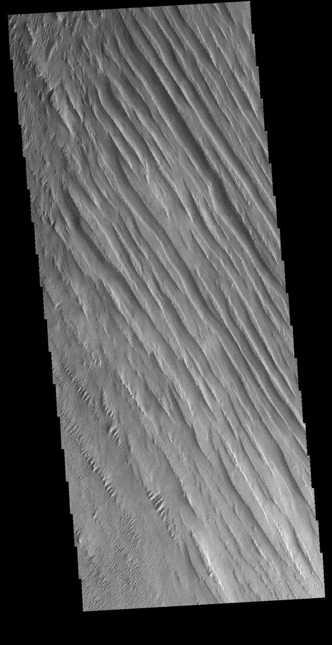 Today's VIS image shows some of the extensive wind etched terrain in Memnonia Sulci, located south west of Olympus Mons. The linear ridges are called yardangs and form by wind removal of semi-cemented material. The ridges are parallel to wind direction, so the predominate winds that created the yardangs in this image blew NW/SE. At the bottom of the image several of the ridges have been eroded into smaller ridges aligned perpendicular to the large yardangs, indicating winds at a different angle. Orbit Number: 66197 Latitude: -5.91796 Longitude: 183.886 Instrument: VIS Captured: 2016-11-15 13:08 http://photojournal.jpl.nasa.gov/catalog/PIA21283