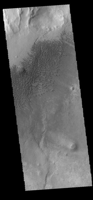 This image captured by NASA 2001 Mars Odyssey spacecraft shows sand dunes on the floor of Sumgin Crater. The crater is located in Noachis Terra north of Argyre Planitia. Orbit Number: 66517 Latitude: -36.4993 Longitude: 311.197 Instrument: VIS Captured: 2016-12-11 21:42 http://photojournal.jpl.nasa.gov/catalog/PIA21299