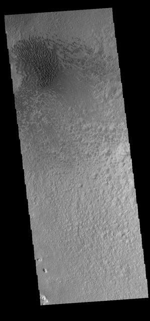 This image captured by NASA 2001 Mars Odyssey spacecraft shows a field of sand dunes on the floor of Hale Crater. Orbit Number: 66554 Latitude: -35.7883 Longitude: 323.039 Instrument: VIS Captured: 2016-12-14 22:52 http://photojournal.jpl.nasa.gov/catalog/PIA21301