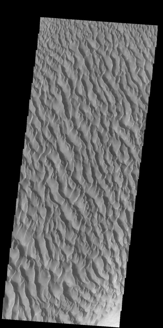 This image captured by NASA 2001 Mars Odyssey spacecraft shows the large dune field located on the floor of Proctor Crater in Noachis Terra. Orbit Number: 66982 Latitude: -47.5876 Longitude: 30.3392 Instrument: VIS Captured: 2017-01-19 04:39 http://photojournal.jpl.nasa.gov/catalog/PIA21503