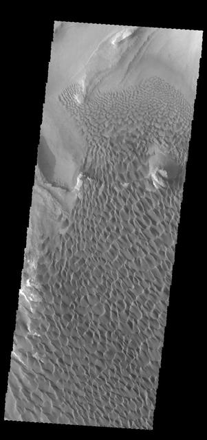 This VIS image was collected simultaneously with yesterday's IR image. It shows part of the dune field on the floor of Rabe Crater. Orbit Number: 67144 Latitude: -43.5507 Longitude: 34.5952 Instrument: VIS Captured: 2017-02-01 12:57 http://photojournal.jpl.nasa.gov/catalog/PIA21520
