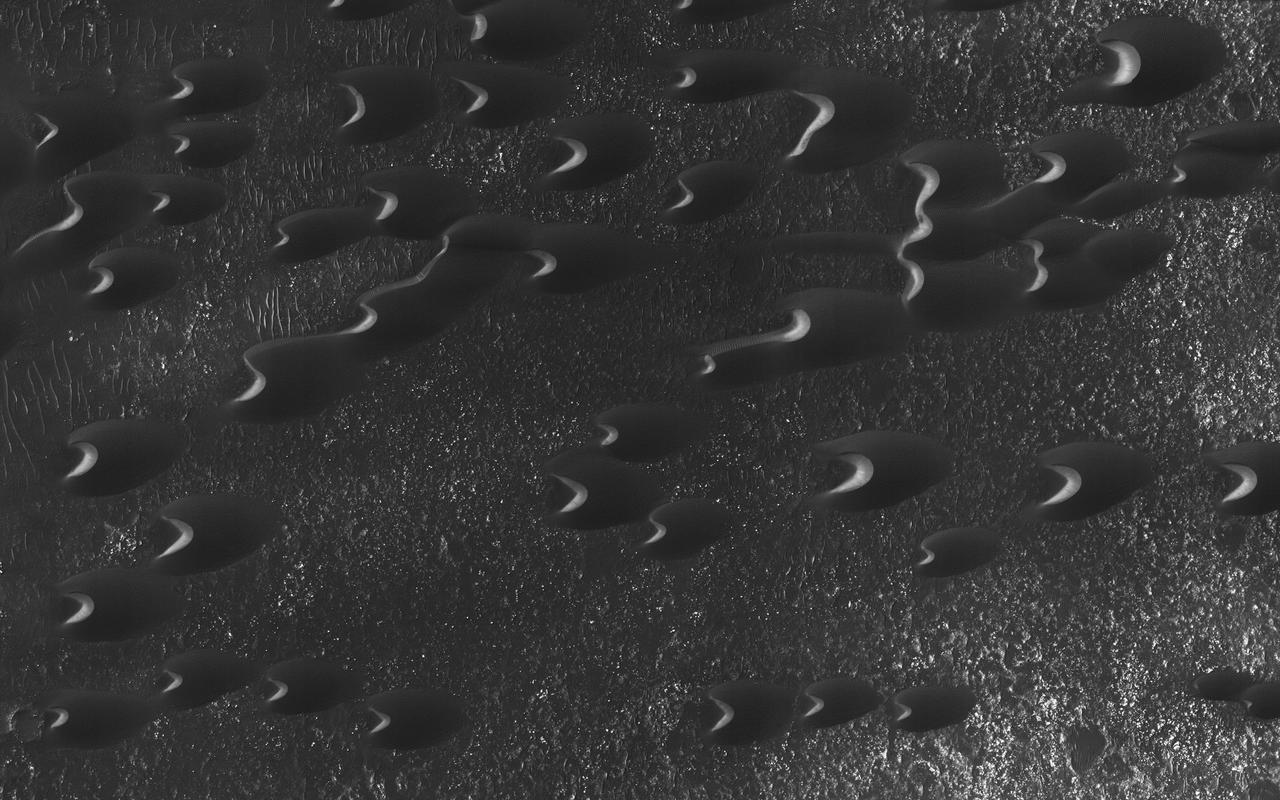 Sand dunes are scattered across Mars and one of the larger populations exists in the Southern hemisphere, just west of the Hellas impact basin. The Hellespontus region features numerous collections of dark, dune formations that collect both within depressions such as craters, and among "extra-crater" plains areas.  This image displays the middle portion of a large dune field composed primarily of crescent-shaped "barchan" dunes. Here, the steep, sunlit side of the dune, called a slip face, indicates the down-wind side of the dune and direction of its migration. Other long, narrow linear dunes known as "seif" dunes are also here and in other locales to the east.  NB: "Seif" comes from the Arabic word meaning "sword."  The map is projected here at a scale of 25 centimeters (9.8 inches) per pixel. [The original image scale is 25.5 centimeters (10 inches) per pixel (with 1 x 1 binning); objects on the order of 77 centimeters (30.3 inches) across are resolved.] North is up.  http://photojournal.jpl.nasa.gov/catalog/PIA21571
