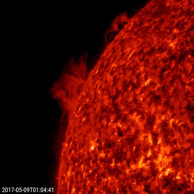 Two Prominences Unraveling