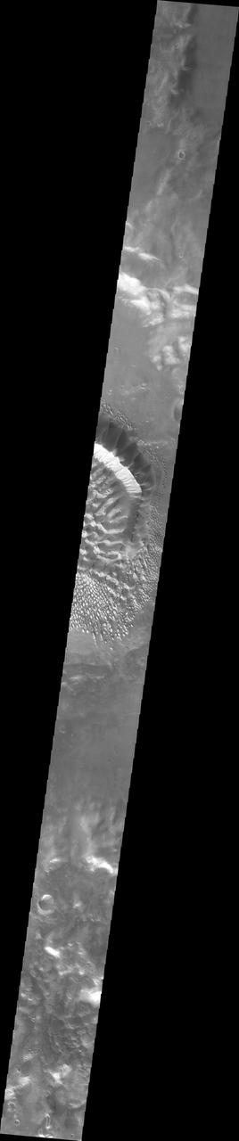 This image shows a slice of the floor of Russell Crater. Russell Crater is located in Noachis Terra. The spectacular dune ridge and other dune forms on the crater floor have caused extensive imaging.  The Odyssey spacecraft has spent over 15 years in orbit around Mars, circling the planet more than 69,000 times. It holds the record for longest working spacecraft at Mars. THEMIS, the IR/VIS camera system, has collected data for the entire mission and provides images covering all seasons and lighting conditions. Over the years many features of interest have received repeated imaging, building up a suite of images covering the entire feature. From the deepest chasma to the tallest volcano, individual dunes inside craters and dune fields that encircle the north pole, channels carved by water and lava, and a variety of other feature, THEMIS has imaged them all. For the next several months the image of the day will focus on the Tharsis volcanoes, the various chasmata of Valles Marineris, and the major dunes fields. We hope you enjoy these images!  Orbit Number: 6354 Latitude: -54.6188 Longitude: 12.9816 Instrument: VIS Captured: 2003-05-21 14:24  https://photojournal.jpl.nasa.gov/catalog/PIA21798
