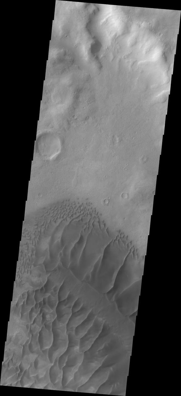 This image shows the western section of the large sand ridge on the floor of Russell Crater. This is also the northern extent of the dune field. The crest of the large ridge runs from lower right to upper left. Smaller dune ridges intersect the large ridge perpendicular to the crest. Russell Crater is located in Noachis Terra. A spectacular dune ridge and other dune forms on the crater floor have caused extensive imaging. The Odyssey spacecraft has spent over 15 years in orbit around Mars, circling the planet more than 69000 times. It holds the record for longest working spacecraft at Mars. THEMIS, the IR/VIS camera system, has collected data for the entire mission and provides images covering all seasons and lighting conditions. Over the years many features of interest have received repeated imaging, building up a suite of images covering the entire feature. From the deepest chasma to the tallest volcano, individual dunes inside craters and dune fields that encircle the north pole, channels carved by water and lava, and a variety of other feature, THEMIS has imaged them all. For the next several months the image of the day will focus on the Tharsis volcanoes, the various chasmata of Valles Marineris, and the major dunes fields. We hope you enjoy these images! Orbit Number: 26659 Latitude: -54.0179 Longitude: 12.8638 Instrument: VIS Captured: 2007-12-18 08:26 https://photojournal.jpl.nasa.gov/catalog/PIA21801
