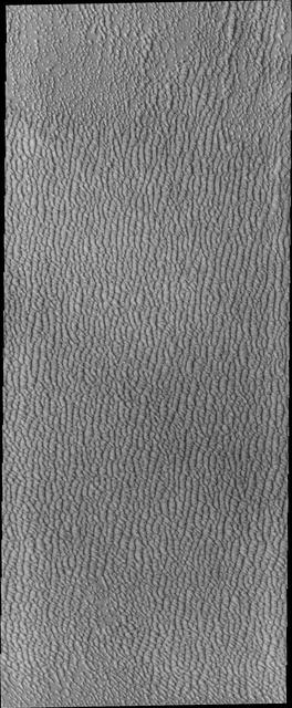 Siton Undae is a large dune field located in the northern plains near Escorial Crater. Siton Undae is west of the crater and is one of three dune fields near the crater. The nearby north polar cap is dissected by Chasma Boreale, which exposes an ice free surface. This image shows part of the southern extent of the dune field.  The Odyssey spacecraft has spent over 15 years in orbit around Mars, circling the planet more than 69000 times. It holds the record for longest working spacecraft at Mars. THEMIS, the IR/VIS camera system, has collected data for the entire mission and provides images covering all seasons and lighting conditions. Over the years many features of interest have received repeated imaging, building up a suite of images covering the entire feature. From the deepest chasma to the tallest volcano, individual dunes inside craters and dune fields that encircle the north pole, channels carved by water and lava, and a variety of other feature, THEMIS has imaged them all. For the next several months the image of the day will focus on the Tharsis volcanoes, the various chasmata of Valles Marineris, and the major dunes fields. We hope you enjoy these images!  Orbit Number: 27560 Latitude: 74.5974 Longitude: 296.119 Instrument: VIS Captured: 2008-03-01 14:16  https://photojournal.jpl.nasa.gov/catalog/PIA21831
