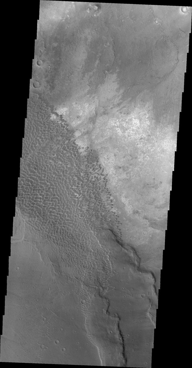 This image shows part of the Nili Patera dune field. High resolution imaging by other spacecraft has revealed that the dunes in this region are moving. Winds are blowing the dunes across a rough surface of regional volcanic lava flows. The paterae are calderas on the volcanic complex called Syrtis Major Planum. Dunes are found in both Nili and Meroe Paterae and in the region between the two calderas. The Odyssey spacecraft has spent over 15 years in orbit around Mars, circling the planet more than 69000 times. It holds the record for longest working spacecraft at Mars. THEMIS, the IR/VIS camera system, has collected data for the entire mission and provides images covering all seasons and lighting conditions. Over the years many features of interest have received repeated imaging, building up a suite of images covering the entire feature. From the deepest chasma to the tallest volcano, individual dunes inside craters and dune fields that encircle the north pole, channels carved by water and lava, and a variety of other feature, THEMIS has imaged them all. For the next several months the image of the day will focus on the Tharsis volcanoes, the various chasmata of Valles Marineris, and the major dunes fields. We hope you enjoy these images! Orbit Number: 33668 Latitude: 8.71491 Longitude: 67.3706 Instrument: VIS Captured: 2009-07-17 14:09 https://photojournal.jpl.nasa.gov/catalog/PIA22001