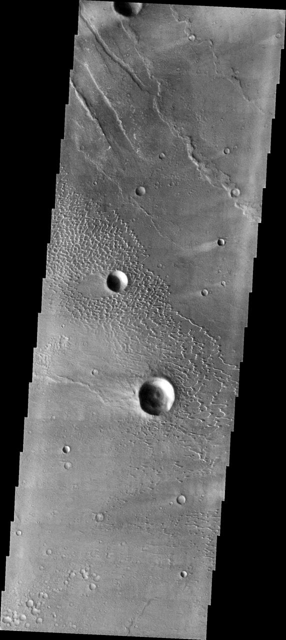 This image shows part of the dune field near Meroe Patera. High resolution imaging by other spacecraft has revealed that the dunes in this region are moving. Winds are blowing the dunes across a rough surface of regional volcanic lava flows. The paterae are calderas on the volcanic complex called Syrtis Major Planum. Dunes are found in both Nili and Meroe Paterae and in the region between the two calderas. The Odyssey spacecraft has spent over 15 years in orbit around Mars, circling the planet more than 69000 times. It holds the record for longest working spacecraft at Mars. THEMIS, the IR/VIS camera system, has collected data for the entire mission and provides images covering all seasons and lighting conditions. Over the years many features of interest have received repeated imaging, building up a suite of images covering the entire feature. From the deepest chasma to the tallest volcano, individual dunes inside craters and dune fields that encircle the north pole, channels carved by water and lava, and a variety of other feature, THEMIS has imaged them all. For the next several months the image of the day will focus on the Tharsis volcanoes, the various chasmata of Valles Marineris, and the major dunes fields. We hope you enjoy these images! Orbit Number: 8149 Latitude: 7.17974 Longitude: 67.7955 Instrument: VIS Captured: 2003-10-16 10:14 https://photojournal.jpl.nasa.gov/catalog/PIA22010