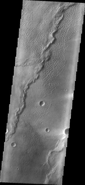 This image shows part of the dune field near Meroe Patera. High resolution imaging by other spacecraft has revealed that the dunes in this region are moving. Winds are blowing the dunes across a rough surface of regional volcanic lava flows. The paterae are calderas on the volcanic complex called Syrtis Major Planum. Dunes are found in both Nili and Meroe Paterae and in the region between the two calderas. The Odyssey spacecraft has spent over 15 years in orbit around Mars, circling the planet more than 69000 times. It holds the record for longest working spacecraft at Mars. THEMIS, the IR/VIS camera system, has collected data for the entire mission and provides images covering all seasons and lighting conditions. Over the years many features of interest have received repeated imaging, building up a suite of images covering the entire feature. From the deepest chasma to the tallest volcano, individual dunes inside craters and dune fields that encircle the north pole, channels carved by water and lava, and a variety of other feature, THEMIS has imaged them all. For the next several months the image of the day will focus on the Tharsis volcanoes, the various chasmata of Valles Marineris, and the major dunes fields. We hope you enjoy these images! Orbit Number: 28341 Latitude: 6.34784 Longitude: 68.078 Instrument: VIS Captured: 2008-05-04 22:05 https://photojournal.jpl.nasa.gov/catalog/PIA22013