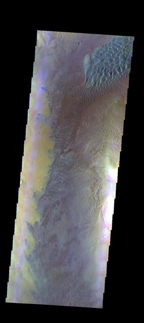 This image of Moreux Crater shows the western floor of the crater and the multitude of sand dunes that are found on the floor of the crater. A large sand sheet with surface dunes forms is located at the top of the image, and smaller individual dunes stretch from the bottom of the sand sheet to the bottom of the image. In this false color image sand dunes are "blue". Moreux Crater is located in northern Arabia Terra and has a diameter of 138 kilometers.  The THEMIS VIS camera contains 5 filters. The data from different filters can be combined in multiple ways to create a false color image. These false color images may reveal subtle variations of the surface not easily identified in a single band image.  The Odyssey spacecraft has spent over 15 years in orbit around Mars, circling the planet more than 69000 times. It holds the record for longest working spacecraft at Mars. THEMIS, the IR/VIS camera system, has collected data for the entire mission and provides images covering all seasons and lighting conditions. Over the years many features of interest have received repeated imaging, building up a suite of images covering the entire feature. From the deepest chasma to the tallest volcano, individual dunes inside craters and dune fields that encircle the north pole, channels carved by water and lava, and a variety of other feature, THEMIS has imaged them all. For the next several months the image of the day will focus on the Tharsis volcanoes, the various chasmata of Valles Marineris, and the major dunes fields. We hope you enjoy these images!  Orbit Number: 10384 Latitude: 41.841 Longitude: 44.087 Instrument: VIS Captured: 2004-04-17 10:07  https://photojournal.jpl.nasa.gov/catalog/PIA22035