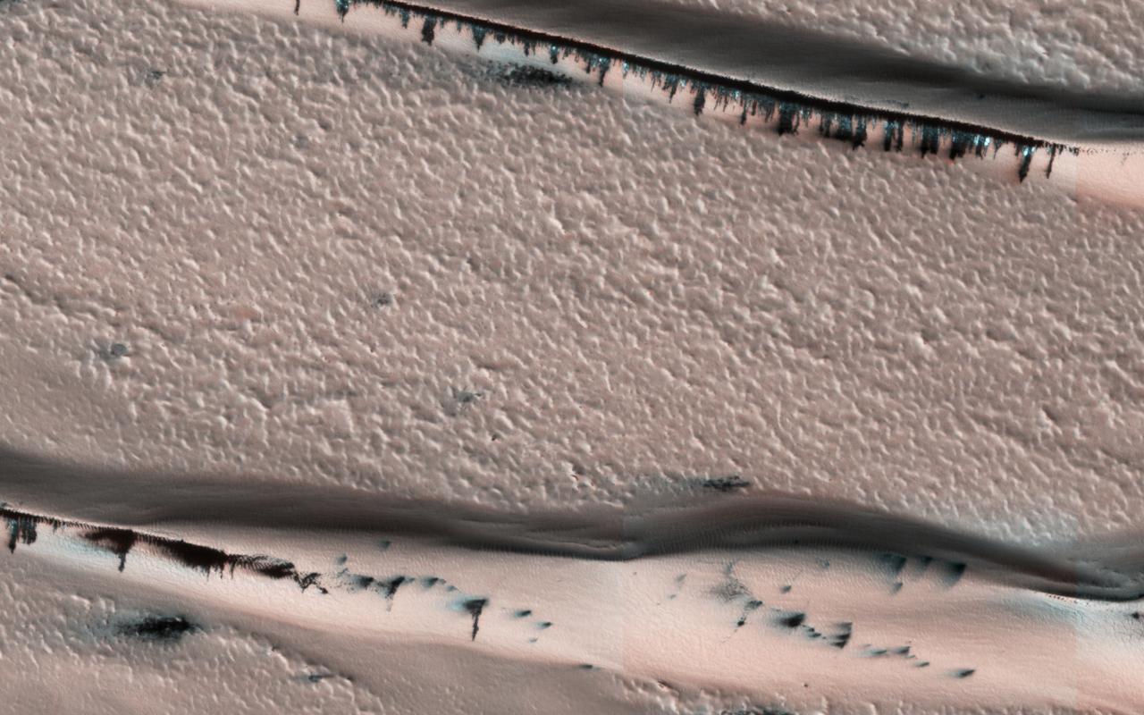 This image from NASA's Mars Reconnaisance Orbiter (MRO) shows a dune field in Chasma Boreale, which is a large trough that cuts into the North Polar ice cap. Some of the dunes in this image are quite long and sinuous with a slight bulge at one end like a "head," giving it the appearance of a snake. However, most of the dunes visible here are of the type referred to as "barchan," which are characterized by their crescent shape. For these types of dunes, the "mouth" of the crescent points in the downwind direction, indicating that the winds are traveling east-west. The diverse dune morphologies here suggest that the wind-direction changes over a very small area. Because Mars has a similar axial tilt to Earth, it also experiences seasons. When we took this image, Mars was in late spring. At this time of year, the dunes in this image are almost completely covered by frost. But this will soon change! Small portions of the underlying dark basaltic sands of these dunes are becoming increasingly visible with the active removal of their seasonal coating of ice. A look at a series of images demonstrates the the transition from early to late spring, marked by defrosting and the gradual growth of dark spots. By summer, the dunes will be defrosted, and will appear completely black. https://photojournal.jpl.nasa.gov/catalog/PIA22053