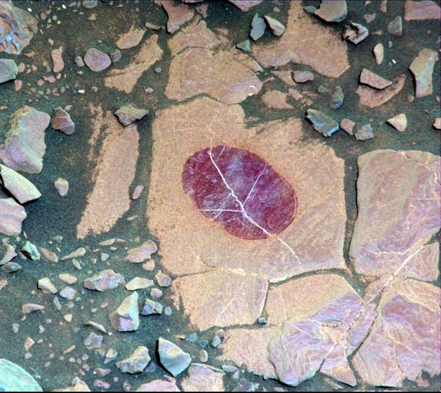 This false-color image demonstrates how use of special filters available on the Mast Camera (Mastcam) of NASA's Curiosity Mars rover can reveal the presence of certain minerals in target rocks. It is a composite of images taken through three "science" filters chosen for making hematite, an iron-oxide mineral, stand out as exaggerated purple.  This target rock, called "Christmas Cove," lies in an area on Mars' "Vera Rubin Ridge" where Mastcam reconnaissance imaging (see PIA22065) with science filters suggested a patchy distribution of exposed hematite. Bright lines within the rocks are fractures filled with calcium sulfate minerals.  Christmas Cove did not appear to contain much hematite until the rover team conducted an experiment on this target: Curiosity's wire-bristled brush, the Dust Removal Tool, scrubbed the rock, and a close-up with the Mars Hand Lens Imager (MAHLI) confirmed the brushing. The brushed area is about is about 2.5 inches (6 centimeters) across. The next day -- Sept. 17, 2017, on the mission's Sol 1819 -- this observation with Mastcam and others with the Chemistry and Camera (ChemCam showed a strong hematite presence that had been subdued beneath the dust. The team is continuing to explore whether the patchiness in the reconnaissance imaging may result more from variations in the amount of dust cover rather than from variations in hematite content.  Curiosity's Mastcam combines two cameras: one with a telephoto lens and the other with a wider-angle lens. Each camera has a filter wheel that can be rotated in front of the lens for a choice of eight different filters. One filter for each camera is clear to all visible light, for regular full-color photos, and another is specifically for viewing the Sun. Some of the other filters were selected to admit wavelengths of light that are useful for identifying iron minerals.  Each of the filters used for this image admits light from a narrow band of wavelengths, extending to only about 5 nanometers longer or shorter than the filter's central wavelength. Three observations are combined for this image, each through one of the filters centered at 751 nanometers (in the near-infrared part of the spectrum just beyond red light), 527 nanometers (green) and 445 nanometers (blue).  Usual color photographs from digital cameras -- such as a Mastcam one of this same place (see PIA22067) -- also combine information from red, green and blue filtering, but the filters are in a microscopic grid in a "Bayer" filter array situated directly over the detector behind the lens, with wider bands of wavelengths. Mastcam's narrow-band filters used for this view help to increase spectral contrast, making blues bluer and reds redder, particularly with the processing used to boost contrast in each of the component images of this composite. Fine-grained hematite preferentially absorbs sunlight around in the green portion of the spectrum around 527 nanometers. That gives it the purple look from a combination of red and blue light reflected by the hematite and reaching the camera through the other two filters.  https://photojournal.jpl.nasa.gov/catalog/PIA22066