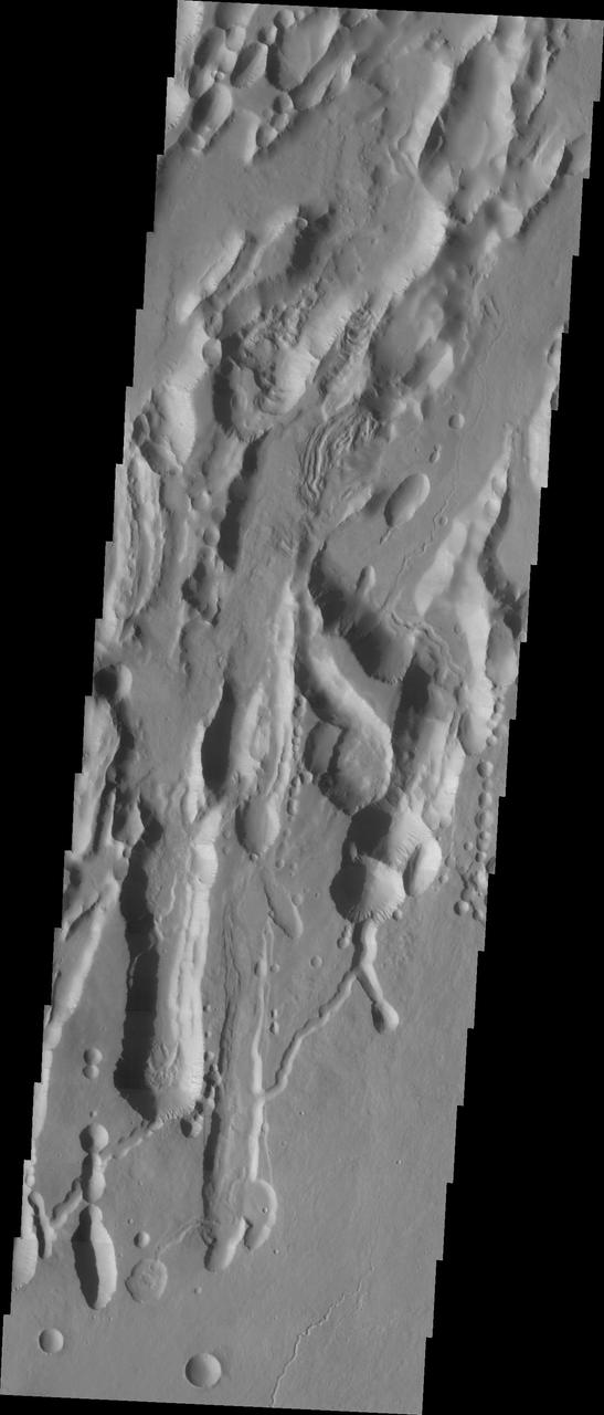 The three large aligned Tharsis volcanoes are Arsia Mons, Pavonis Mons and Ascreaus Mons (from south to north). There are collapse features on all three volcanoes, on the southwestern and northeastern flanks. This alignment may indicate a large fracture/vent system was responsible for the eruptions that formed all three volcanoes. The flows of originating from Arsia Mons are thought to be the youngest of the region. This VIS image shows part of the northeastern flank of Arsia Mons. The scalloped depression are most likely created by collapse of the roof of lava tubes. Lava tubes originate during eruption event, when the margins of a flow harden around a still flowing lava stream. When an eruption ends these can become hollow tubes within the flow. With time, the roof of the tube may collapse into the empty space below. The tubes are linear, so the collapse of the roof creates a linear depression.  Arsia Mons is the southernmost of the Tharsis volcanoes. It is 270 miles (450km) in diameter, almost 12 miles (20km) high, and the summit caldera is 72 miles (120km) wide. For comparison, the largest volcano on Earth is Mauna Loa. From its base on the sea floor, Mauna Loa measures only 6.3 miles high and 75 miles in diameter. A large volcanic crater known as a caldera is located at the summit of all of the Tharsis volcanoes. These calderas are produced by massive volcanic explosions and collapse. The Arsia Mons summit caldera is larger than many volcanoes on Earth.  The Odyssey spacecraft has spent over 15 years in orbit around Mars, circling the planet more than 69000 times. It holds the record for longest working spacecraft at Mars. THEMIS, the IR/VIS camera system, has collected data for the entire mission and provides images covering all seasons and lighting conditions. Over the years many features of interest have received repeated imaging, building up a suite of images covering the entire feature. From the deepest chasma to the tallest volcano, individual dunes inside craters and dune fields that encircle the north pole, channels carved by water and lava, and a variety of other feature, THEMIS has imaged them all. For the next several months the image of the day will focus on the Tharsis volcanoes, the various chasmata of Valles Marineris, and the major dunes fields. We hope you enjoy these images!  Orbit Number: 9417 Latitude: -7.78798 Longitude: 240.585 Instrument: VIS Captured: 2004-01-28 17:39  https://photojournal.jpl.nasa.gov/catalog/PIA22151