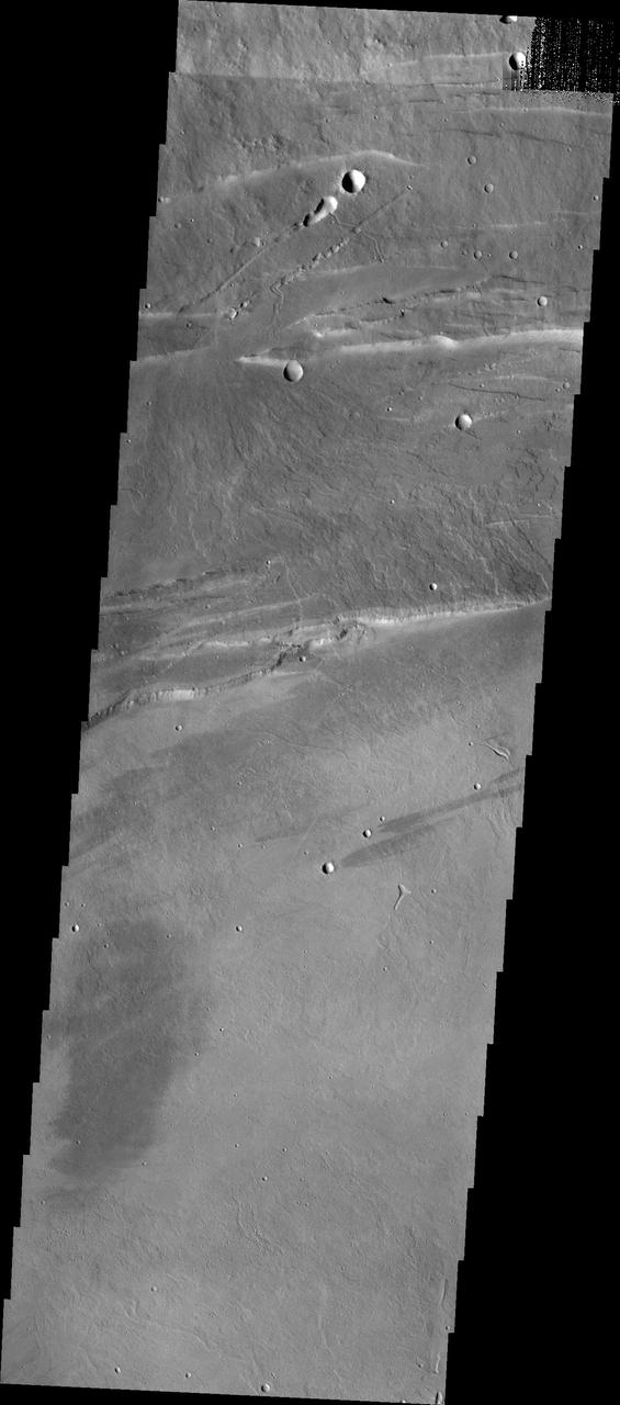 This VIS image shows part of the northwestern margin of the summit caldera. Along with the faults caused by the collapse of the summit materials into the void of the emptied magma chamber, there are many small lobate lava flows and collapse features. The scalloped depressions are most likely created by collapse of the roof of lava tubes. Lava tubes originate during eruption event, when the margins of a flow harden around a still flowing lava stream. When an eruption ends these can become hollow tubes within the flow. With time, the roof of the tube may collapse into the empty space below. The tubes are linear, so the collapse of the roof creates a linear depression. This image illustrates the many processes that occurred in the formation of the volcano.  Arsia Mons is the southernmost of the Tharsis volcanoes. It is 270 miles (450km) in diameter, almost 12 miles (20km) high, and the summit caldera is 72 miles (120km) wide. For comparison, the largest volcano on Earth is Mauna Loa. From its base on the sea floor, Mauna Loa measures only 6.3 miles high and 75 miles in diameter. A large volcanic crater known as a caldera is located at the summit of all of the Tharsis volcanoes. These calderas are produced by massive volcanic explosions and collapse. The Arsia Mons summit caldera is larger than many volcanoes on Earth.  The Odyssey spacecraft has spent over 15 years in orbit around Mars, circling the planet more than 69000 times. It holds the record for longest working spacecraft at Mars. THEMIS, the IR/VIS camera system, has collected data for the entire mission and provides images covering all seasons and lighting conditions. Over the years many features of interest have received repeated imaging, building up a suite of images covering the entire feature. From the deepest chasma to the tallest volcano, individual dunes inside craters and dune fields that encircle the north pole, channels carved by water and lava, and a variety of other feature, THEMIS has imaged them all. For the next several months the image of the day will focus on the Tharsis volcanoes, the various chasmata of Valles Marineris, and the major dunes fields. We hope you enjoy these images!  Orbit Number: 17117 Latitude: -8.43321 Longitude: 239.488 Instrument: VIS Captured: 2005-10-23 16:52  https://photojournal.jpl.nasa.gov/catalog/PIA22153