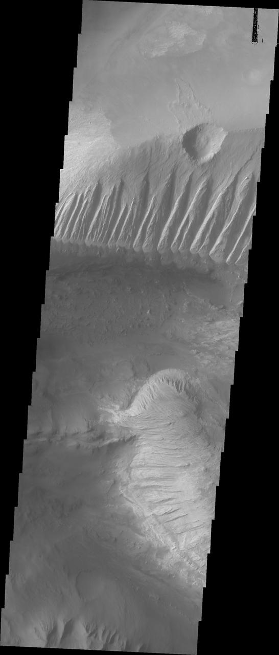 This image shows part of eastern Candor Chasma. In the middle of the image is a set of linear ridges and valleys. These features are called yardangs and are created by uniform winds that winnow away materials. Once the valleys are formed the wind then is funneled through the valley and erosion continues more in the valley than on the ridges. At the bottom of the valleys there are sand materials covering the slope between the valleys and the surrounding chasma floor. Beyond this coating of sand there are darker sand deposits where wind has accumulated the sand into larger dunes. The brighter mesa on the right side of the image has also been wind eroded into yardangs, but are aligned in a different direction than the larger yardangs. This indicates that wind directions within the canyon have changed over time.  Candor Chasma is one of the largest canyons that make up Valles Marineris. It is approximately 810 km long (503 miles) and has is divided into two regions - eastern and western Candor. Candor is located south of Ophir Chasma and north of Melas Chasma. The border with Melas Chasma contains many large landslide deposits. The floor of Candor Chasma includes a variety of landforms, including layered deposits, dunes, landslide deposits and steep sided cliffs and mesas. Many forms of erosion have shaped Chandor Chasma. There is evidence of wind and water erosion, as well as significant gravity driven mass wasting (landslides).  The Odyssey spacecraft has spent over 15 years in orbit around Mars, circling the planet more than 69000 times. It holds the record for longest working spacecraft at Mars. THEMIS, the IR/VIS camera system, has collected data for the entire mission and provides images covering all seasons and lighting conditions. Over the years many features of interest have received repeated imaging, building up a suite of images covering the entire feature. From the deepest chasma to the tallest volcano, individual dunes inside craters and dune fields that encircle the north pole, channels carved by water and lava, and a variety of other feature, THEMIS has imaged them all. For the next several months the image of the day will focus on the Tharsis volcanoes, the various chasmata of Valles Marineris, and the major dunes fields. We hope you enjoy these images!  Orbit Number: 10551 Latitude: -6.93639 Longitude: 288.562 Instrument: VIS Captured: 2004-05-01 02:24  https://photojournal.jpl.nasa.gov/catalog/PIA22165