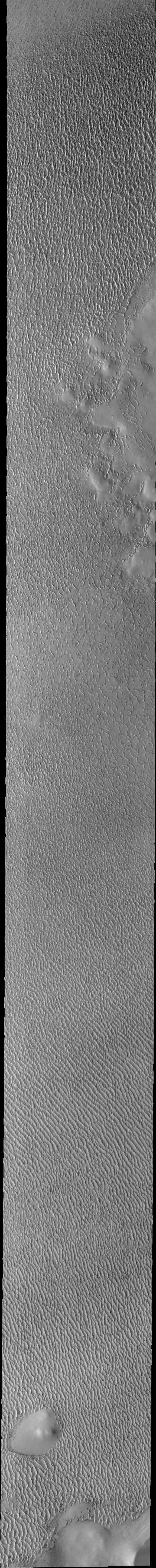 This VIS image of Olympia Undae was collected during north polar spring. The crests of the dunes and other surfaces are light colored, indicative of a frost covering. At the top right of the image is a region of smooth surfaces. This is the ejecta from Jojutla Crater. The ejecta is a higher elevation than the rest of the surface, and dunes are "climbing" or "skirting" the ejecta regions. The density of dunes and the alignments of the dune crests varies with location, controlled by the amount of available sand and the predominant winds over time, and, in this case, the presence of different surface elevations. As the season changes into summertime, the dune crests will lose the frost and reveal the darker sand beneath. This loss of frost is just starting to be visible at the bottom of the image.  Olympia Undae is a vast dune field in the north polar region of Mars. It consists of a broad sand sea or erg that partly rings the north polar cap from about 120° to 240°E longitude and 78° to 83°N latitude. The dune field covers an area of approximately 470,000 km2 (bigger than California, smaller than Texas). Olympia Undae is the largest continuous dune field on Mars. Olympia Undae is not the only dune field near the north polar cap, several other smaller fields exist in the same latitude, but in other ranges of longitude, e.g. Abolos and Siton Undae. Barchan and transverse dune forms are the most common. In regions with limited available sand individual barchan dunes will form, the surface beneath and between the dunes is visible. In regions with large sand supplies, the sand sheet covers the underlying surface, and dune forms are found modifying the surface of the sand sheet. In this case transverse dunes are more common. Barchan dunes "point" down wind, transverse dunes are more linear and form parallel to the wind direction. The "square" shaped transverse dunes in Olympia Undae are due to two prevailing wind directions.  The Odyssey spacecraft has spent over 15 years in orbit around Mars, circling the planet more than 71,000 times. It holds the record for longest working spacecraft at Mars. THEMIS, the IR/VIS camera system, has collected data for the entire mission and provides images covering all seasons and lighting conditions. Over the years many features of interest have received repeated imaging, building up a suite of images covering the entire feature. From the deepest chasma to the tallest volcano, individual dunes inside craters and dune fields that encircle the north pole, channels carved by water and lava, and a variety of other feature, THEMIS has imaged them all. For the next several months the image of the day will focus on the Tharsis volcanoes, the various chasmata of Valles Marineris, and the major dunes fields. We hope you enjoy these images!  Orbit Number: 27352 Latitude: 80.9139 Longitude: 185.126 Instrument: VIS Captured: 2008-02-13 11:10  https://photojournal.jpl.nasa.gov/catalog/PIA22291