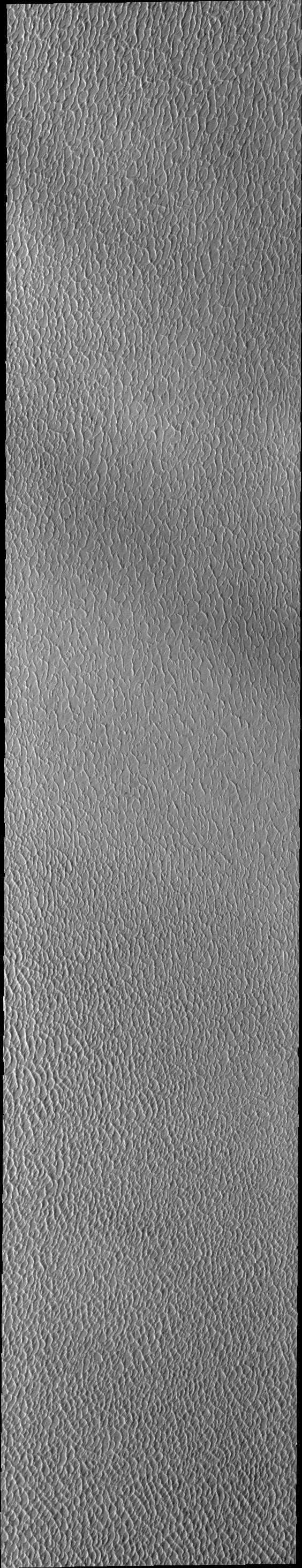 This VIS image of Olympia Undae was collected during north polar spring. The crests of the dunes and other surfaces are light colored, indicative of a frost covering. The density of dunes and the alignments of the dune crests varies with location, controlled by the amount of available sand and the predominant winds over time. As the season changes into summertime, the dune crests will lose the frost and reveal the darker sand beneath.  Olympia Undae is a vast dune field in the north polar region of Mars. It consists of a broad sand sea or erg that partly rings the north polar cap from about 120° to 240°E longitude and 78° to 83°N latitude. The dune field covers an area of approximately 470,000 km2 (bigger than California, smaller than Texas). Olympia Undae is the largest continuous dune field on Mars. Olympia Undae is not the only dune field near the north polar cap, several other smaller fields exist in the same latitude, but in other ranges of longitude, e.g. Abolos and Siton Undae. Barchan and transverse dune forms are the most common. In regions with limited available sand individual barchan dunes will form, the surface beneath and between the dunes is visible. In regions with large sand supplies, the sand sheet covers the underlying surface, and dune forms are found modifying the surface of the sand sheet. In this case transverse dunes are more common. Barchan dunes "point" down wind, transverse dunes are more linear and form parallel to the wind direction. The "square" shaped transverse dunes in Olympia Undae are due to two prevailing wind directions.  The Odyssey spacecraft has spent over 15 years in orbit around Mars, circling the planet more than 71,000 times. It holds the record for longest working spacecraft at Mars. THEMIS, the IR/VIS camera system, has collected data for the entire mission and provides images covering all seasons and lighting conditions. Over the years many features of interest have received repeated imaging, building up a suite of images covering the entire feature. From the deepest chasma to the tallest volcano, individual dunes inside craters and dune fields that encircle the north pole, channels carved by water and lava, and a variety of other feature, THEMIS has imaged them all. For the next several months the image of the day will focus on the Tharsis volcanoes, the various chasmata of Valles Marineris, and the major dunes fields. We hope you enjoy these images!  Orbit Number: 27402 Latitude: 81.2035 Longitude: 183.317 Instrument: VIS Captured: 2008-02-17 13:59  https://photojournal.jpl.nasa.gov/catalog/PIA22292