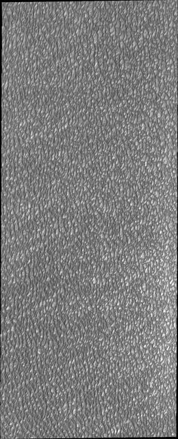 This VIS image of Olympia Undae was collected during north polar summer. The dunes are now completely frost free and are dark in color due to being made of basaltic sand. The surface between the dunes, where visible, is a bright tone. In some regions of dense dunes, the bright material may be a deposit on the dunes rather than the underlying surface. The presence of gypsum has been suggested for Olympia Undae, gypsum is a lighter tone than basalt in this filter of the THEMIS VIS camera.  Olympia Undae is a vast dune field in the north polar region of Mars. It consists of a broad sand sea or erg that partly rings the north polar cap from about 120° to 240°E longitude and 78° to 83°N latitude. The dune field covers an area of approximately 470,000 km2 (bigger than California, smaller than Texas). Olympia Undae is the largest continuous dune field on Mars. Olympia Undae is not the only dune field near the north polar cap, several other smaller fields exist in the same latitude, but in other ranges of longitude, e.g. Abolos and Siton Undae. Barchan and transverse dune forms are the most common. In regions with limited available sand individual barchan dunes will form, the surface beneath and between the dunes is visible. In regions with large sand supplies, the sand sheet covers the underlying surface, and dune forms are found modifying the surface of the sand sheet. In this case transverse dunes are more common. Barchan dunes "point" down wind, transverse dunes are more linear and form parallel to the wind direction. The "square" shaped transverse dunes in Olympia Undae are due to two prevailing wind directions. The density of dunes and the alignments of the dune crests varies with location, controlled by the amount of available sand and the predominant winds over time.  The Odyssey spacecraft has spent over 15 years in orbit around Mars, circling the planet more than 71,000 times. It holds the record for longest working spacecraft at Mars. THEMIS, the IR/VIS camera system, has collected data for the entire mission and provides images covering all seasons and lighting conditions. Over the years many features of interest have received repeated imaging, building up a suite of images covering the entire feature. From the deepest chasma to the tallest volcano, individual dunes inside craters and dune fields that encircle the north pole, channels carved by water and lava, and a variety of other feature, THEMIS has imaged them all. For the next several months the image of the day will focus on the Tharsis volcanoes, the various chasmata of Valles Marineris, and the major dunes fields. We hope you enjoy these images!  Orbit Number: 21125 Latitude: 81.5387 Longitude: 181.591 Instrument: VIS Captured: 2006-09-18 18:07  https://photojournal.jpl.nasa.gov/catalog/PIA22294