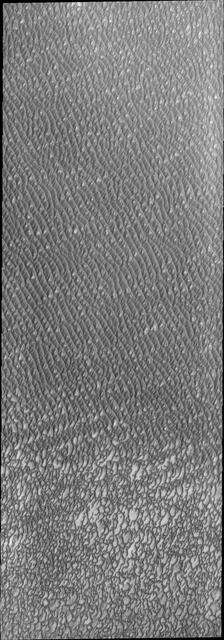 This VIS image of Olympia Undae was collected during north polar summer. The dunes are now completely frost free and are dark in color due to being made of basaltic sand. The surface between the dunes, where visible, is a bright tone. In some regions of dense dunes, the bright material may be a deposit on the dunes rather than the underlying surface. The presence of gypsum has been suggested for Olympia Undae, gypsum is a lighter tone than basalt in this filter of the THEMIS VIS camera. This VIS image hightlights the density of dunes, the bottom third of the image has fewer dunes, spaced farther apart than the top two thirds of the image. The bottom of the image "looks" like lace, while the top with the dense dunes with aligned dune crests "looks" like waves in an ocean. The term used for dune fields on Mar is undae (unda singular). This term translates from Latin as water waves and is used to mean undulatory in planetary nomenclature. All non-Earth dune fields in the solar system are called unda/undae.  Olympia Undae is a vast dune field in the north polar region of Mars. It consists of a broad sand sea or erg that partly rings the north polar cap from about 120° to 240°E longitude and 78° to 83°N latitude. The dune field covers an area of approximately 470,000 km2 (bigger than California, smaller than Texas). Olympia Undae is the largest continuous dune field on Mars. Olympia Undae is not the only dune field near the north polar cap, several other smaller fields exist in the same latitude, but in other ranges of longitude, e.g. Abolos and Siton Undae. Barchan and transverse dune forms are the most common. In regions with limited available sand individual barchan dunes will form, the surface beneath and between the dunes is visible. In regions with large sand supplies, the sand sheet covers the underlying surface, and dune forms are found modifying the surface of the sand sheet. In this case transverse dunes are more common. Barchan dunes "point" down wind, transverse dunes are more linear and form parallel to the wind direction. The "square" shaped transverse dunes in Olympia Undae are due to two prevailing wind directions. The density of dunes and the alignments of the dune crests varies with location, controlled by the amount of available sand and the predominant winds over time.  The Odyssey spacecraft has spent over 15 years in orbit around Mars, circling the planet more than 71,000 times. It holds the record for longest working spacecraft at Mars. THEMIS, the IR/VIS camera system, has collected data for the entire mission and provides images covering all seasons and lighting conditions. Over the years many features of interest have received repeated imaging, building up a suite of images covering the entire feature. From the deepest chasma to the tallest volcano, individual dunes inside craters and dune fields that encircle the north pole, channels carved by water and lava, and a variety of other feature, THEMIS has imaged them all. For the next several months the image of the day will focus on the Tharsis volcanoes, the various chasmata of Valles Marineris, and the major dunes fields. We hope you enjoy these images!  Orbit Number: 13138 Latitude: 80.8321 Longitude: 178.781 Instrument: VIS Captured: 2004-11-30 03:49  https://photojournal.jpl.nasa.gov/catalog/PIA22295